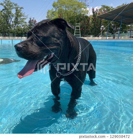 pit bull dog pool black 129038472