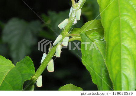 一群藍翅蝴蝶 一群藍翅蝴蝶 129038589