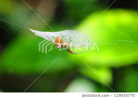 西伯利亞鍬形蟲及其網(反面) 西伯利亞鍬形蟲及其網(反面) 129038770