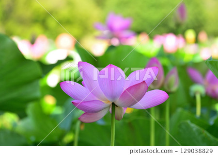 Ancient lotus flowers spreading out in Hasunuma Ancient lotus flowers spreading out in Hasunuma 129038829
