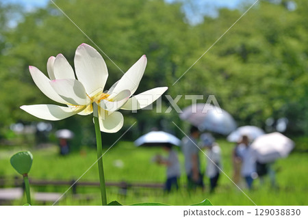 A large white lotus flower blooms and a spectator unfolds a parasol A large white lotus flower blooms and a spectator unfolds a parasol 129038830