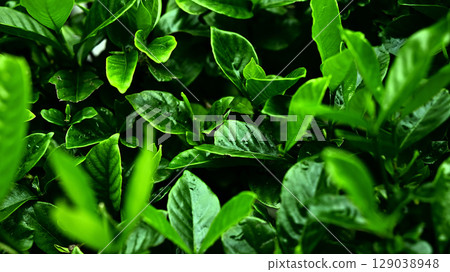 植物圖像 129038948