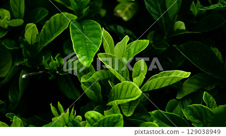 Plant image 129038949