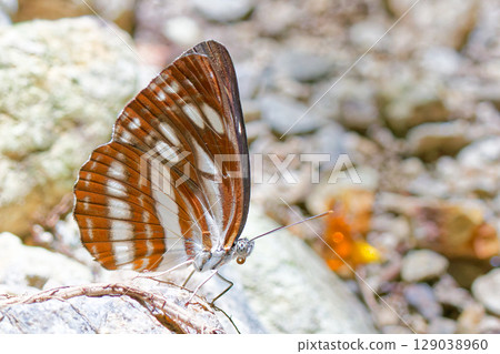 Komisuji stuck to a stone Komisuji stuck to a stone 129038960