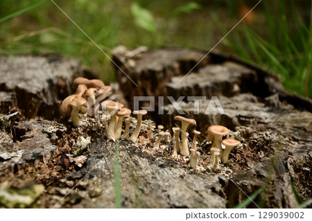 Mushrooms growing from a tree trunk 129039002
