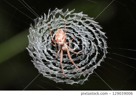 Siberian stag beetle and its web (reverse side) 129039006