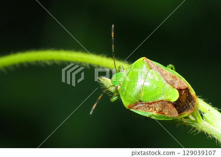 Chabanus藍色臭蟲 129039107