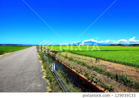 Summer blue sky and rice field scenery Summer blue sky and rice field scenery 129039133