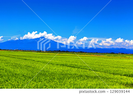 Summer blue sky and rice field scenery 129039144