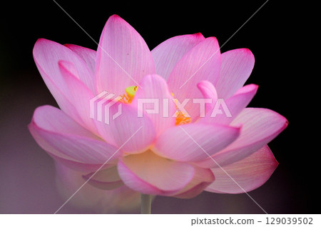 Pink lotus flower emerges from a black background Pink lotus flower emerges from a black background 129039502