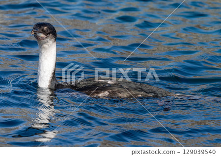 An Antarctic Shag at Mikkelsen Harbour 129039540