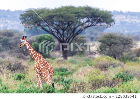 Reticulated Giraffe in the Samburu National Reserve 129039541