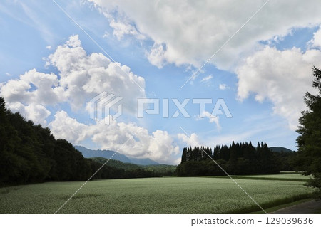 戶隱高原陽光明媚的蕎麥田 戶隱高原陽光明媚的蕎麥田 129039636
