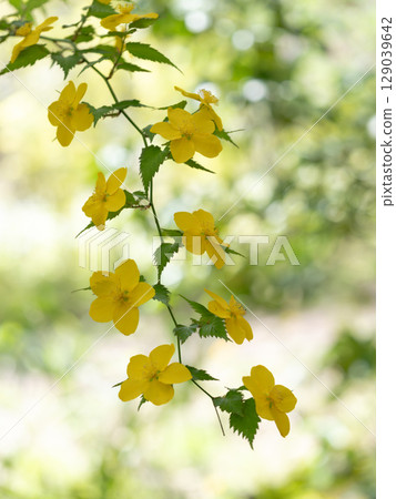 美麗的單瓣棣棠花 129039642