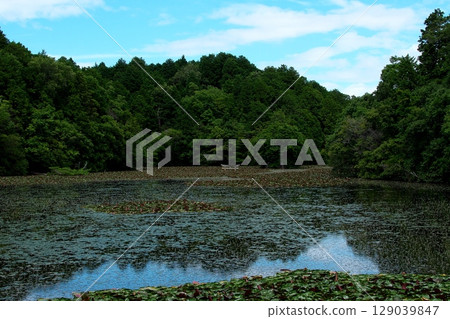 池塘裡的小鳥居 池塘裡的小鳥居 129039847