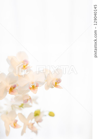 Phalaenopsis orchids through the curtains 15 Phalaenopsis orchids through the curtains 15 129040145