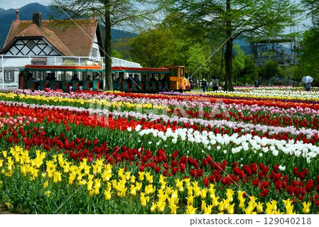 A park full of tulips A park full of tulips 129040218