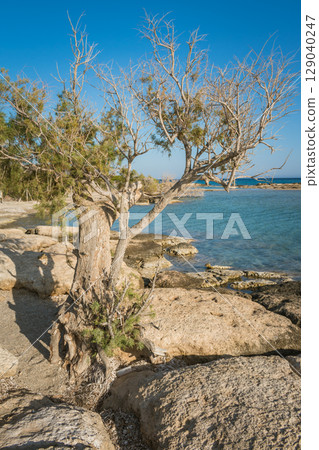 Scenic landscape of nature reserve at Elafonisi beach. Lonely tree, rocky beach and turquoise water 129040247