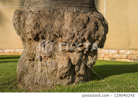 Palm tree trunk at the base with uneven shape against green lawn background Palm tree trunk at the base with uneven shape against green lawn background 129040248