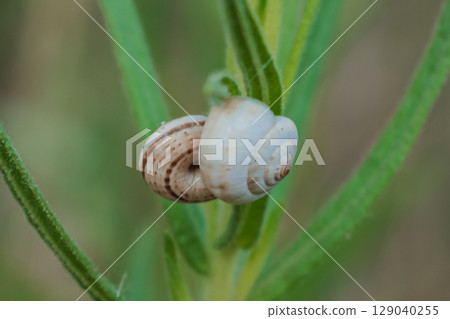 Small snails appear to be stuck to plants Small snails appear to be stuck to plants 129040255