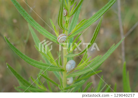 Small snails appear to be stuck to plants 129040257