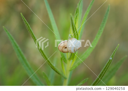 Small snails appear to be stuck to plants Small snails appear to be stuck to plants 129040258