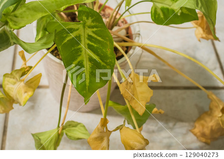 Syngonium podophyllum houseplant dried out after prolonged lack of watering 129040273