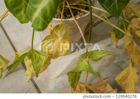 Syngonium podophyllum drying out due to lack of watering while the owner is on vacation 129040276