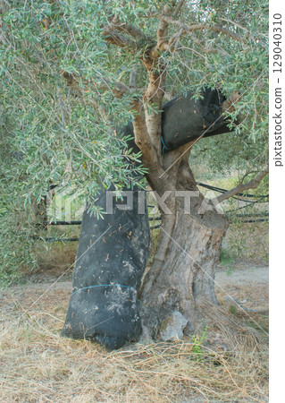 Black olive harvesting net rolled and stored near olive tree, storage method in Crete, Greece Black olive harvesting net rolled and stored near olive tree, storage method in Crete, Greece 129040310