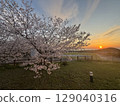 Cherry blossoms at dusk 129040316