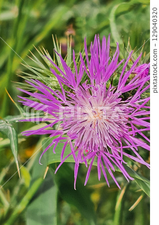 Purple flower Psephellus dealbatus, commonly known as persian cornflower or whitewash cornflower 129040320
