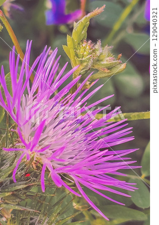 Purple flower Psephellus dealbatus, commonly known as persian cornflower or whitewash cornflower Purple flower Psephellus dealbatus, commonly known as persian cornflower or whitewash cornflower 129040321