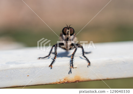 Hairy robber fly with large eyes sitting and posing 129040330