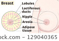 Cross-section of the breast: Easy-to-understand English illustrations Cross-section of the breast: Easy-to-understand English illustrations 129040365