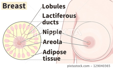 Cross-section of the breast: Easy-to-understand English illustrations Cross-section of the breast: Easy-to-understand English illustrations 129040365