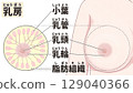 Cross-section of the breast: Easy-to-understand Japanese illustrations Cross-section of the breast: Easy-to-understand Japanese illustrations 129040366