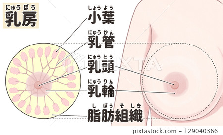 Cross-section of the breast: Easy-to-understand Japanese illustrations Cross-section of the breast: Easy-to-understand Japanese illustrations 129040366