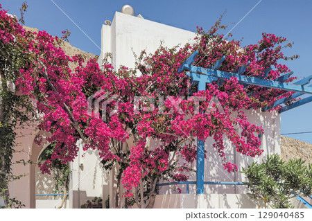 Lush bougainvillea in cozy courtyard in Santorini. Traditional bright pink flowers in Cycladic style Lush bougainvillea in cozy courtyard in Santorini. Traditional bright pink flowers in Cycladic style 129040485
