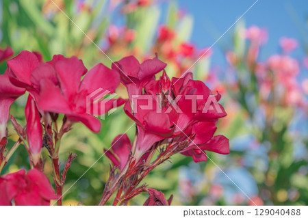 Bright vibrant oleander flowers as a symbol of summer and vacation in Mediterranean countries 129040488