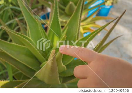 A child tiny finger slowly and carefully approaches the spikes of green aloe A child tiny finger slowly and carefully approaches the spikes of green aloe 129040496