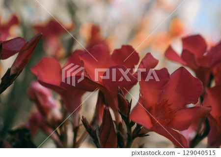 Bright oleander flowers - one of the symbols of the Mediterranean, beautiful but highly poisonous 129040515