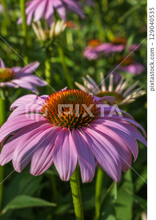 Purple coneflower Echinacea purpurea in a Cretan garden, rich in beneficial compounds 129040535
