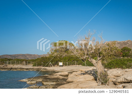 Lonely dry tree on a rocky beach by the blue water of the Mediterranean Sea 129040581