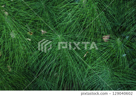 Green natural background, texture made of thin plant branches 129040602