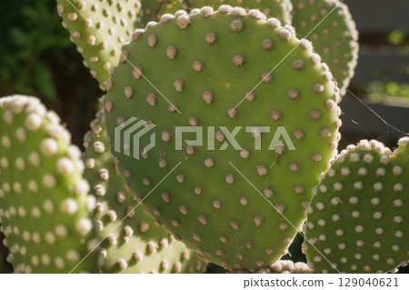 Opuntia microdasys cactus close-up. Leaves like bunny ears and many fine spines Opuntia microdasys cactus close-up. Leaves like bunny ears and many fine spines 129040621