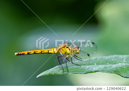 Female Red-veined butterfly, side view 129040622