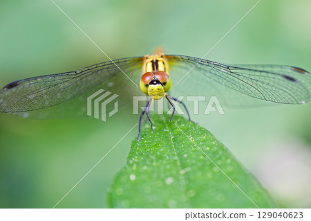 雌性馬達加斯加蝴蝶，正面圖 129040623