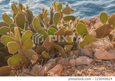 Opuntia microdasys cactus in Greek rocky landscape with blue sea in the background Opuntia microdasys cactus in Greek rocky landscape with blue sea in the background 129040624