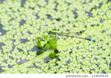 Ao montitonbo 129040639