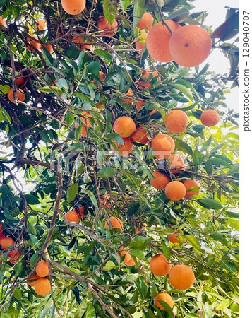 A huge amount of oranges on the tree 129040707
